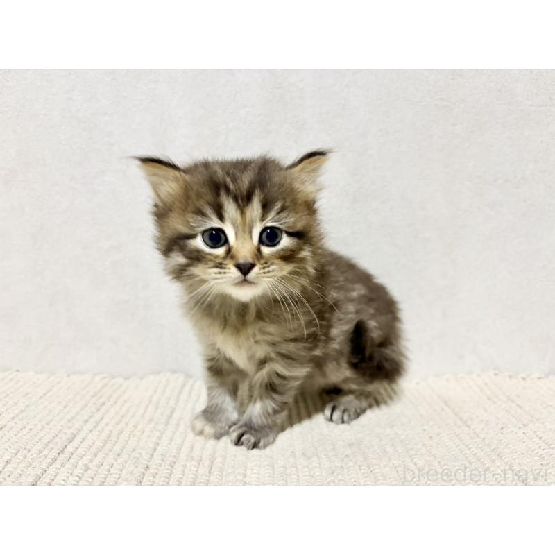 販売中の兵庫県のサイベリアン-131893の10枚目