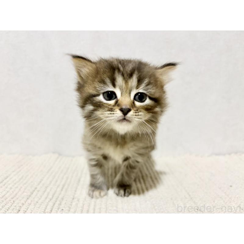 販売中の兵庫県のサイベリアン-131893の8枚目