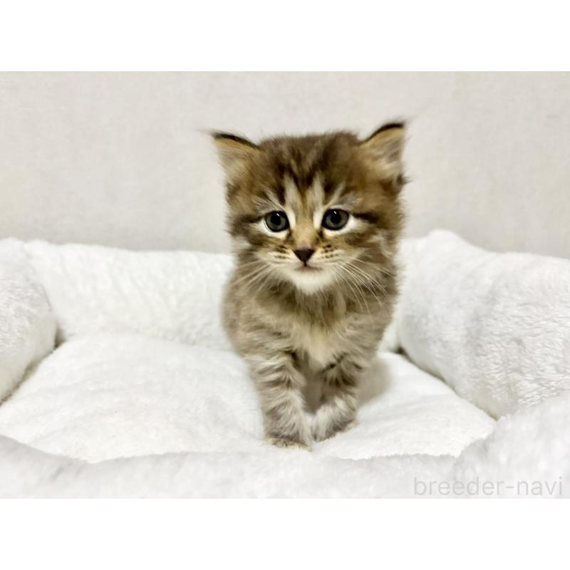 販売中の兵庫県のサイベリアン-131893の7枚目