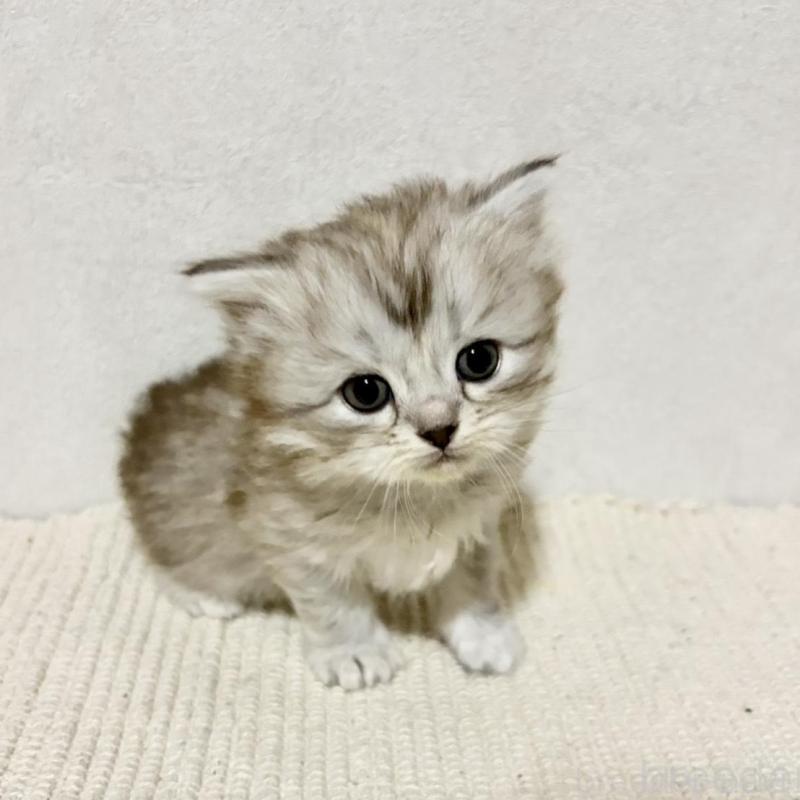 商談中の兵庫県のサイベリアン-131895