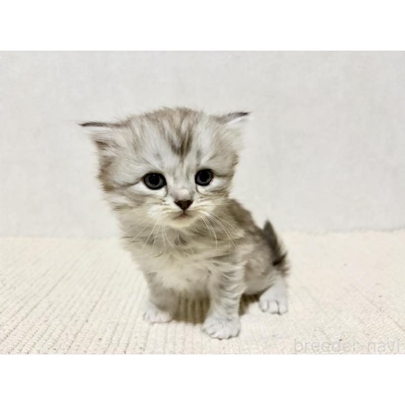 成約済の兵庫県のサイベリアン-131895の5枚目