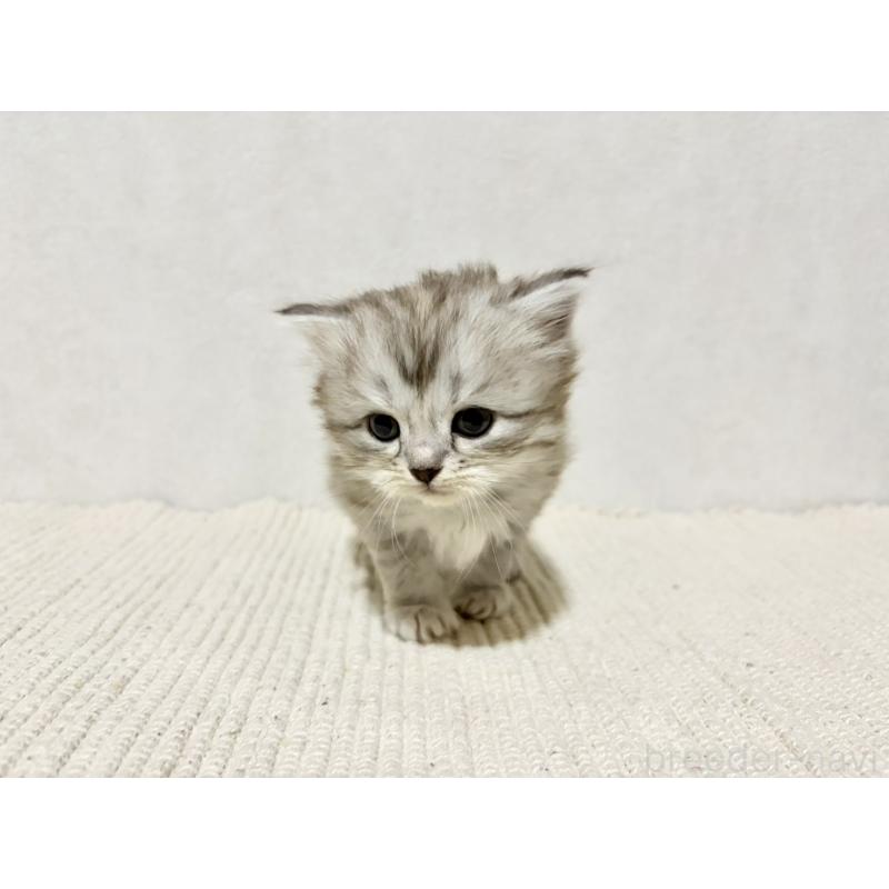 成約済の兵庫県のサイベリアン-131895の4枚目