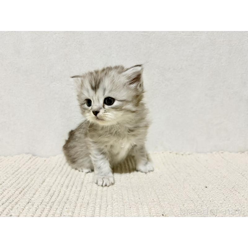 成約済の兵庫県のサイベリアン-131895の3枚目