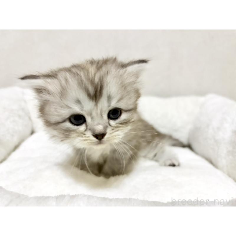 成約済の兵庫県のサイベリアン-131895の2枚目