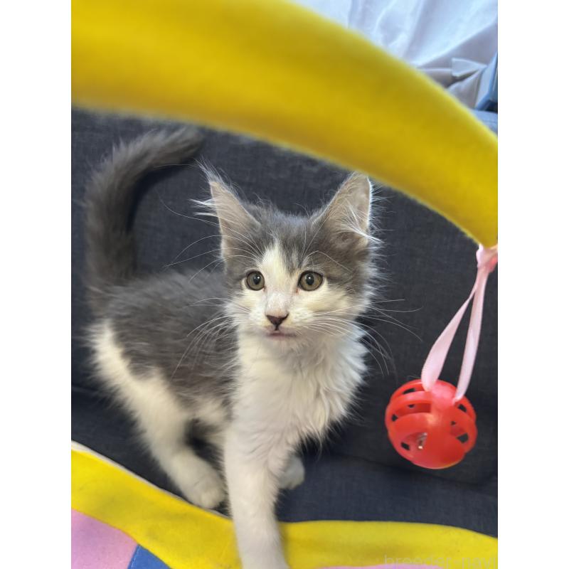 販売中の北海道のメインクーン-132209の3枚目