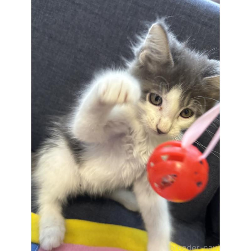 販売中の北海道のメインクーン-132209の2枚目