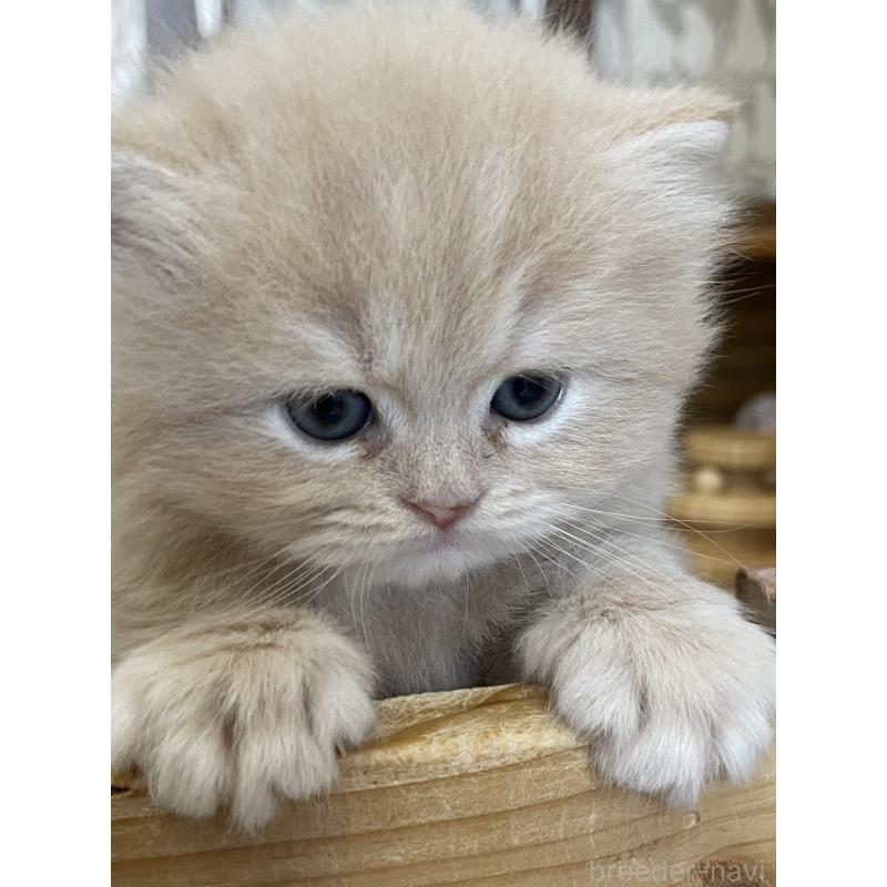 販売中の愛知県のスコティッシュフォールド-132211の10枚目