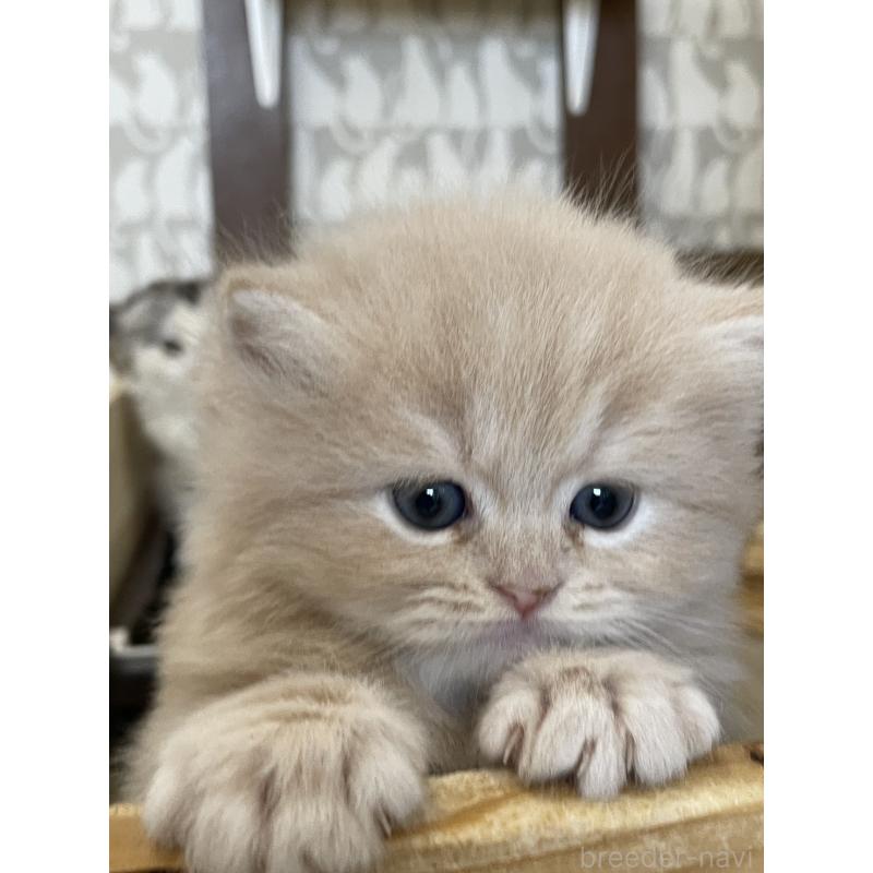 販売中の愛知県のスコティッシュフォールド-132211の9枚目