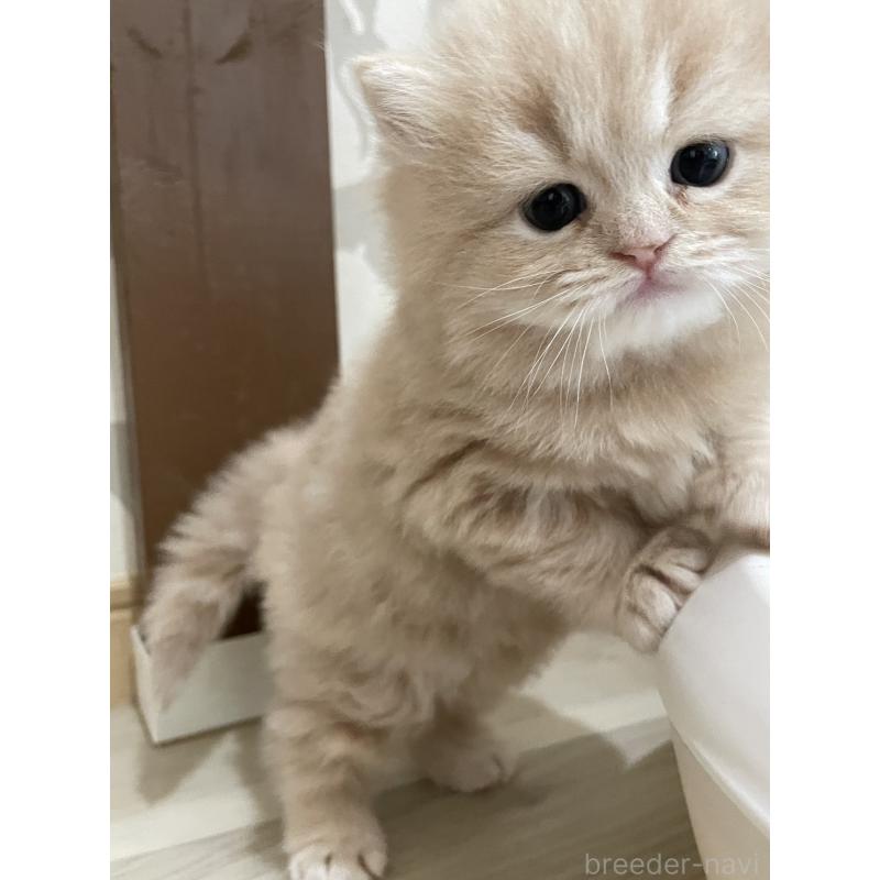 販売中の愛知県のスコティッシュフォールド-132211の8枚目