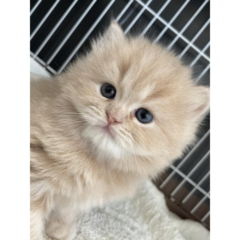 販売中の愛知県のスコティッシュフォールド-132211の7枚目