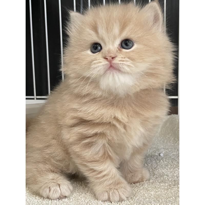 販売中の愛知県のスコティッシュフォールド-132211の6枚目