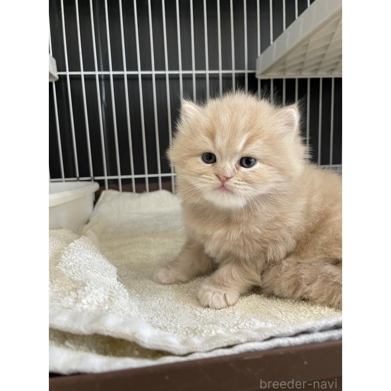 販売中の愛知県のスコティッシュフォールド-132211の5枚目