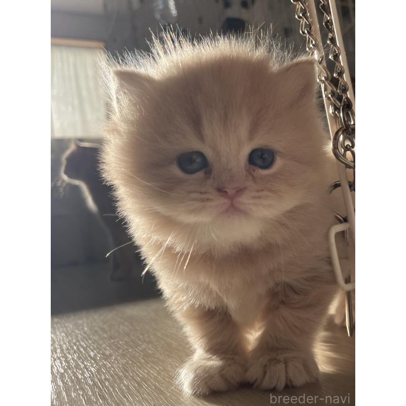 販売中の愛知県のスコティッシュフォールド-132211の4枚目