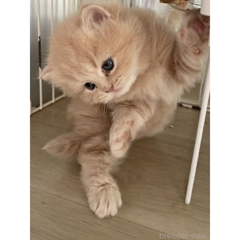 販売中の愛知県のスコティッシュフォールド-132211の3枚目