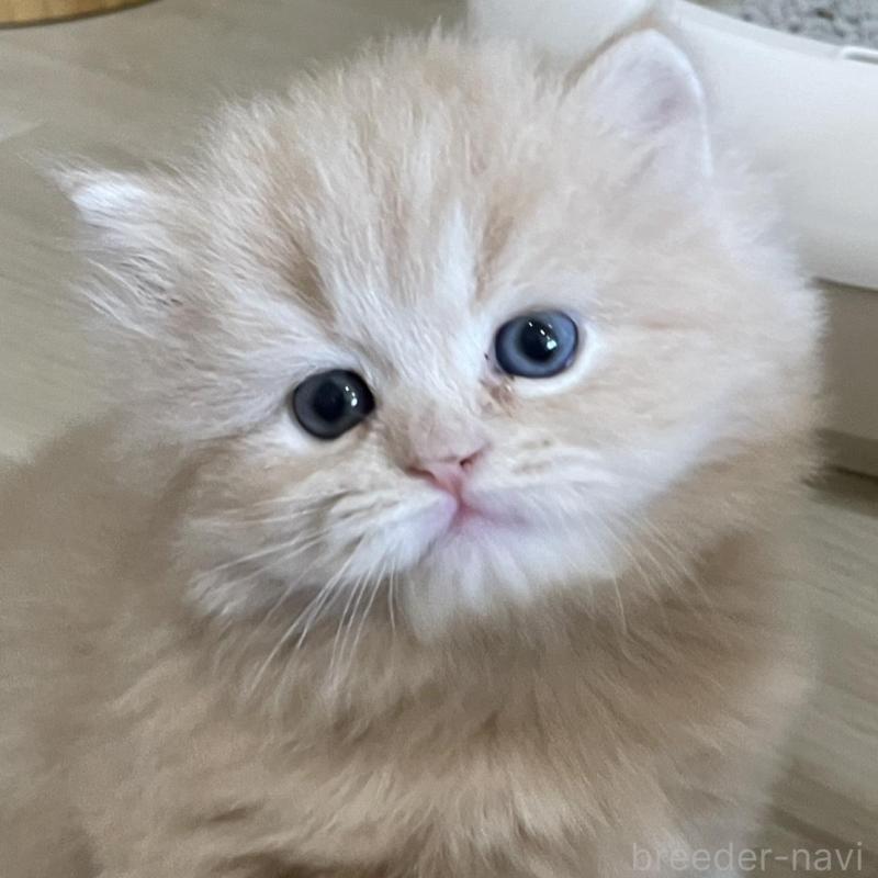 販売中の愛知県のスコティッシュフォールド-132211の1枚目