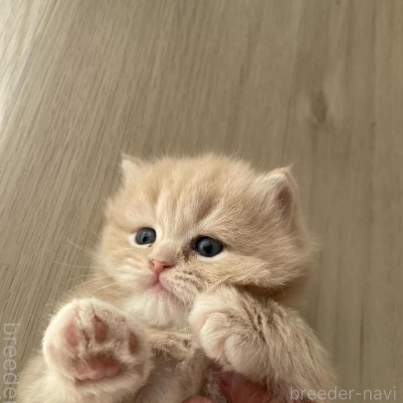 販売中の愛知県のスコティッシュフォールド-132211の2枚目