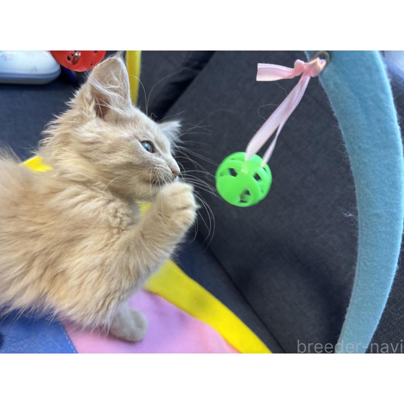 販売中の北海道のメインクーン-132210の4枚目