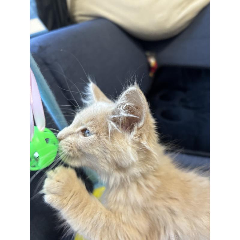 販売中の北海道のメインクーン-132210の3枚目