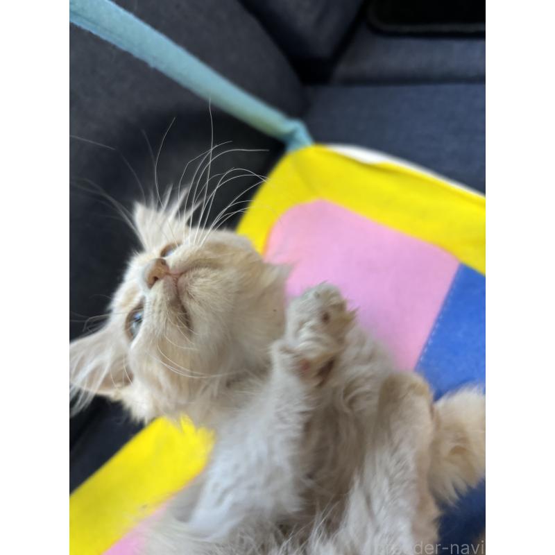 販売中の北海道のメインクーン-132212の3枚目