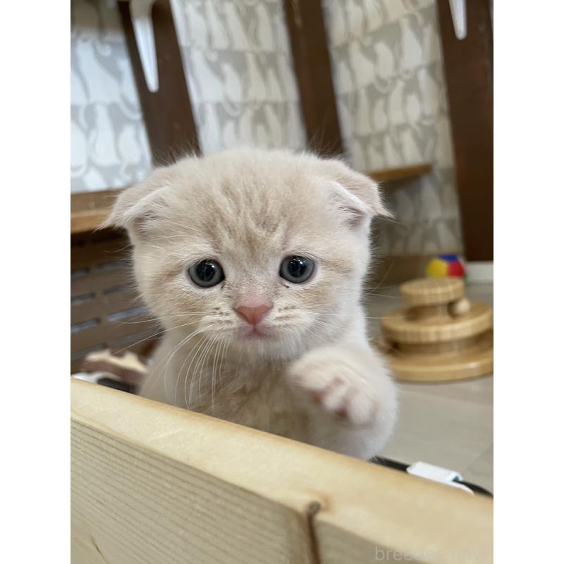 販売中の愛知県のスコティッシュフォールド(折れ耳)-132213の7枚目