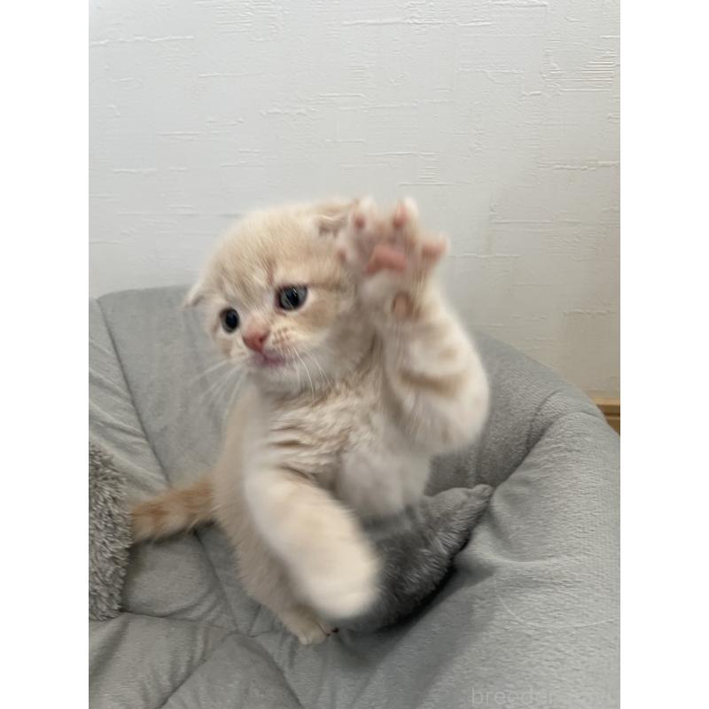 販売中の愛知県のスコティッシュフォールド(折れ耳)-132213の6枚目