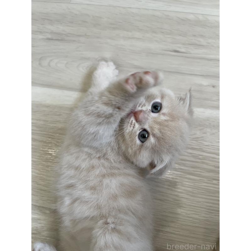 販売中の愛知県のスコティッシュフォールド(折れ耳)-132213の5枚目