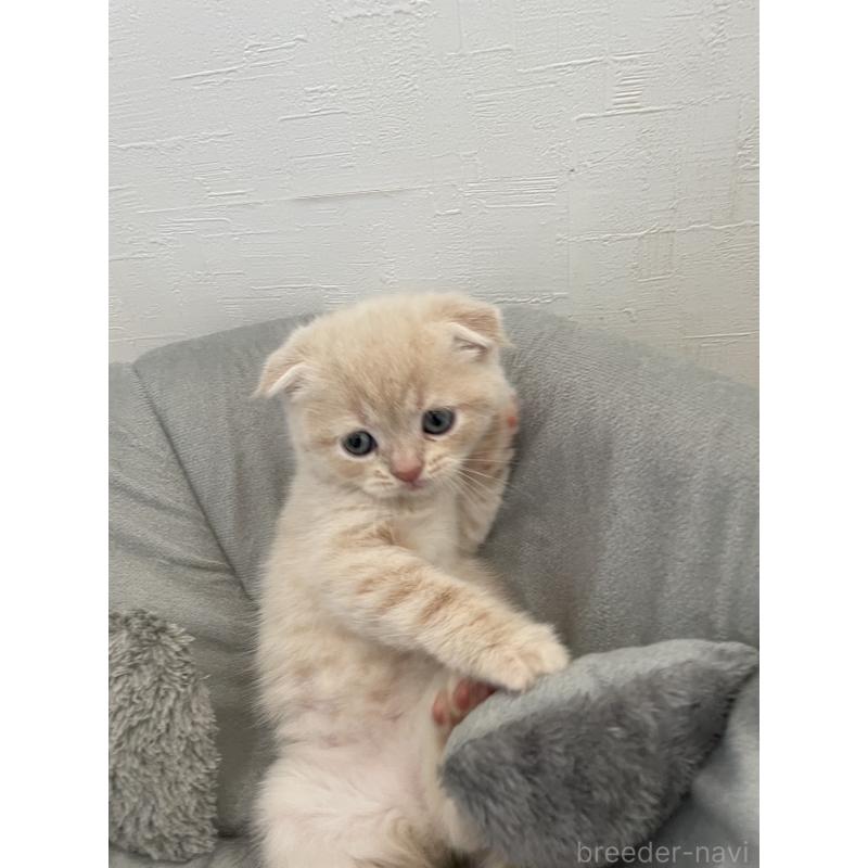 販売中の愛知県のスコティッシュフォールド(折れ耳)-132213の4枚目