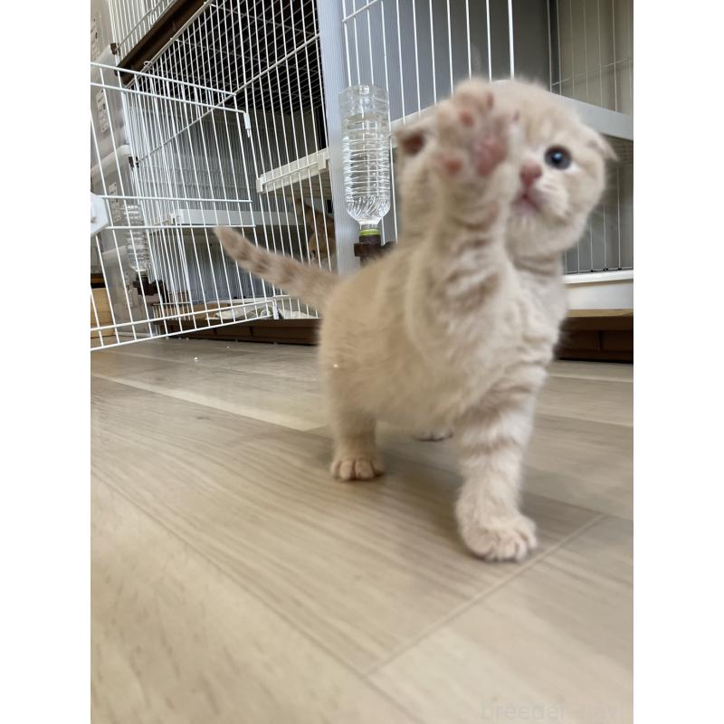 販売中の愛知県のスコティッシュフォールド(折れ耳)-132213の3枚目
