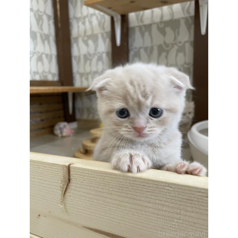 販売中の愛知県のスコティッシュフォールド(折れ耳)-132213の2枚目