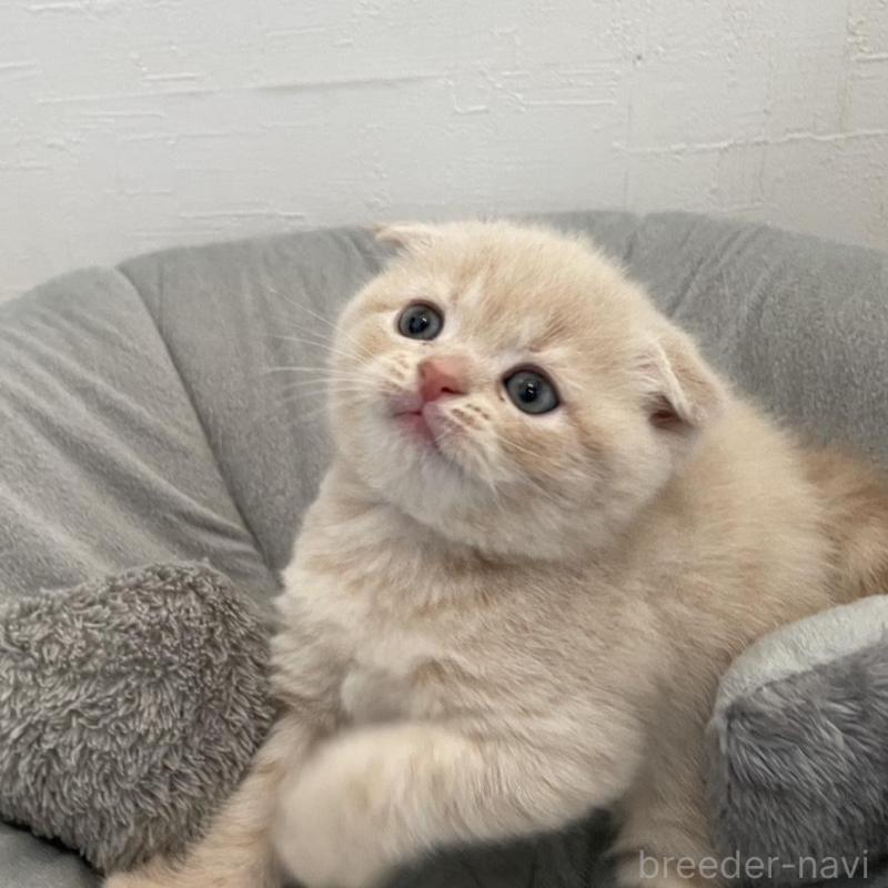 販売中の愛知県のスコティッシュフォールド(折れ耳)-132213