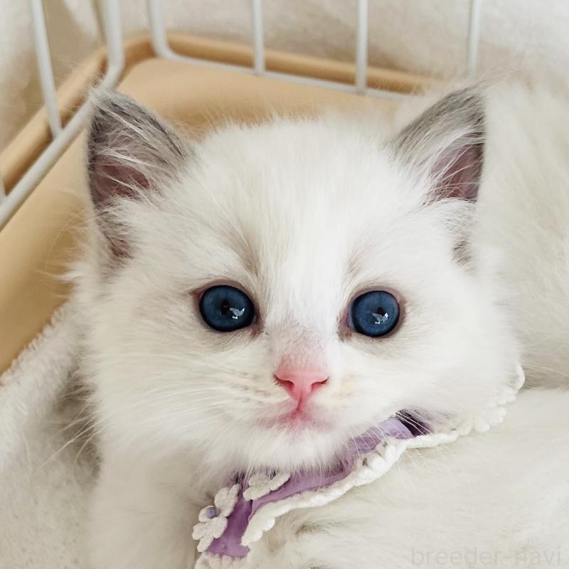 販売中の福島県のラグドール-130960