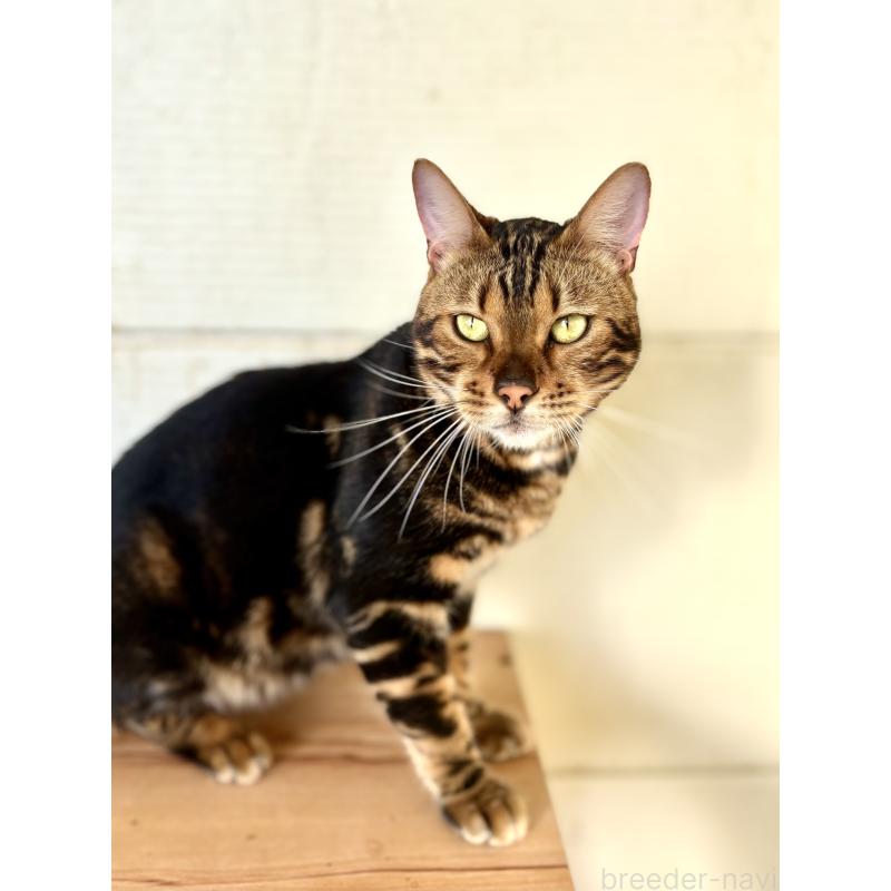 商談中の千葉県のベンガル-99508の2枚目