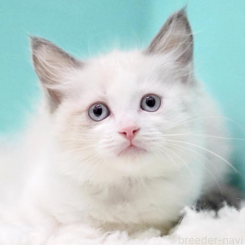 販売中の東京都のラグドール-129843の15枚目