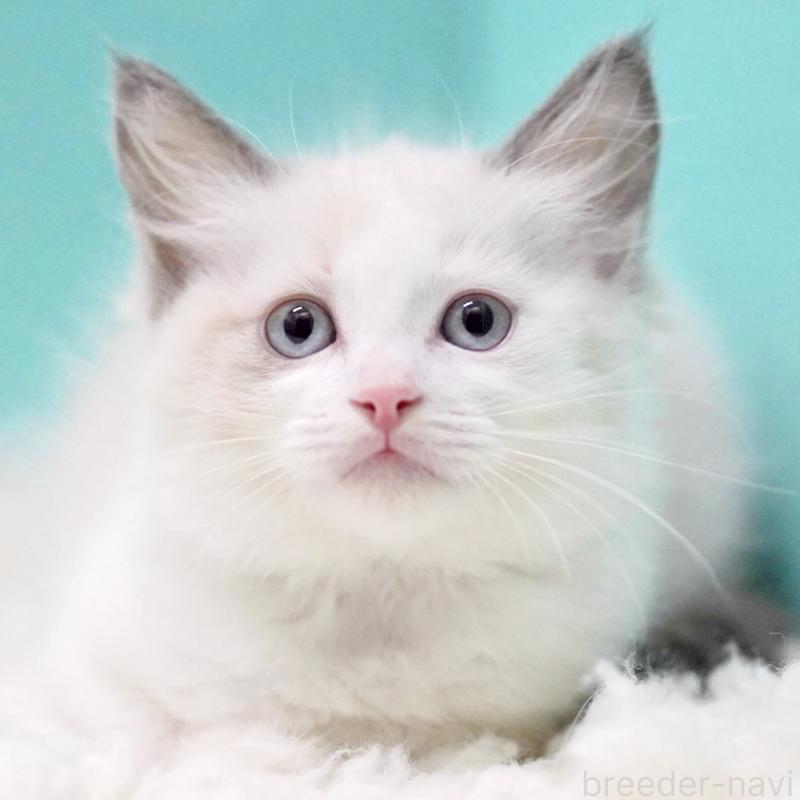 販売中の東京都のラグドール-129843の14枚目