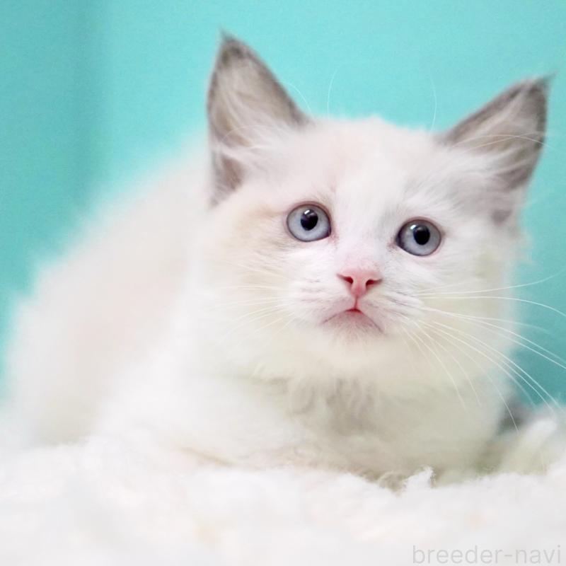 販売中の東京都のラグドール-129843の13枚目