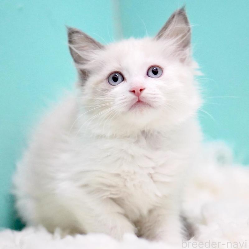 販売中の東京都のラグドール-129843の1枚目