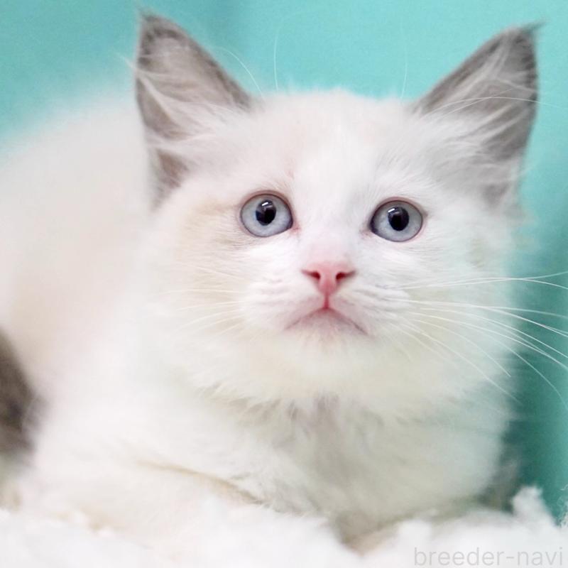 販売中の東京都のラグドール-129843の12枚目