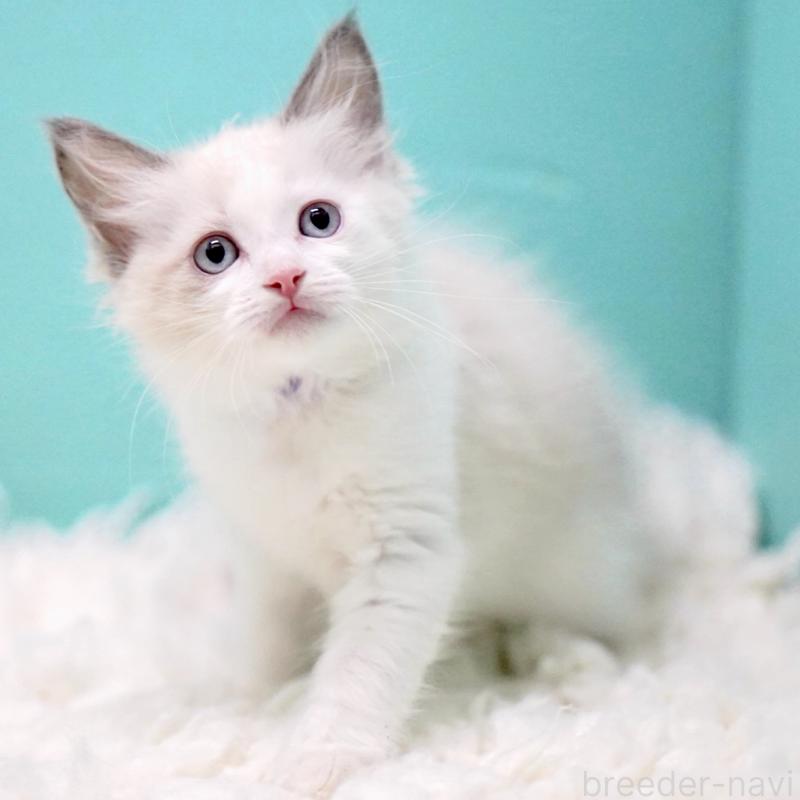 販売中の東京都のラグドール-129843の9枚目