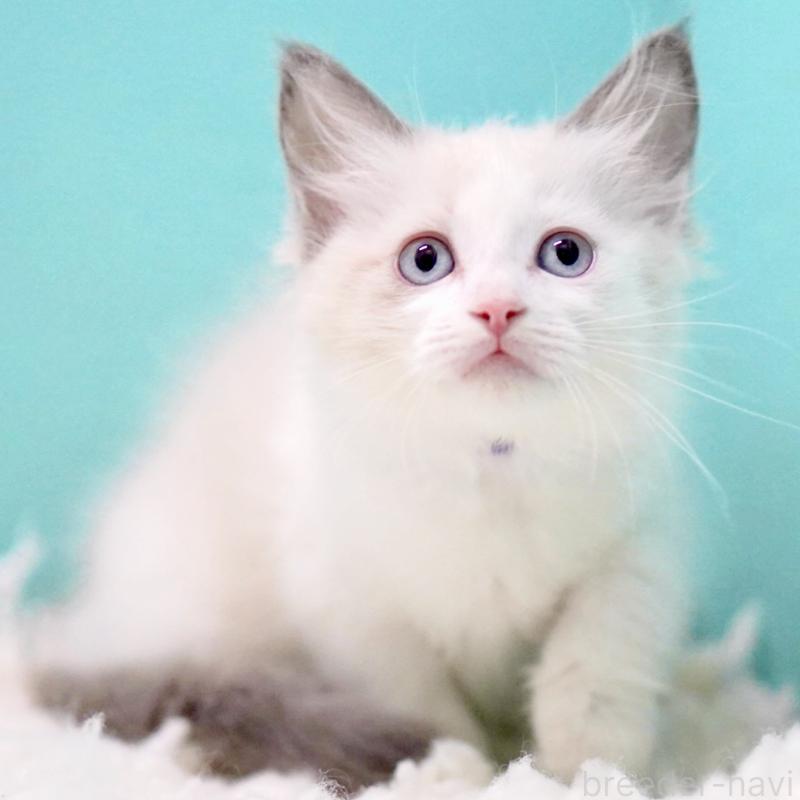 販売中の東京都のラグドール-129843の7枚目