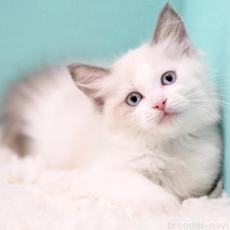 販売中の東京都のラグドール-129843の4枚目