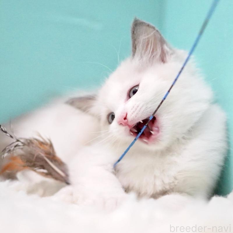 販売中の東京都のラグドール-129843の3枚目