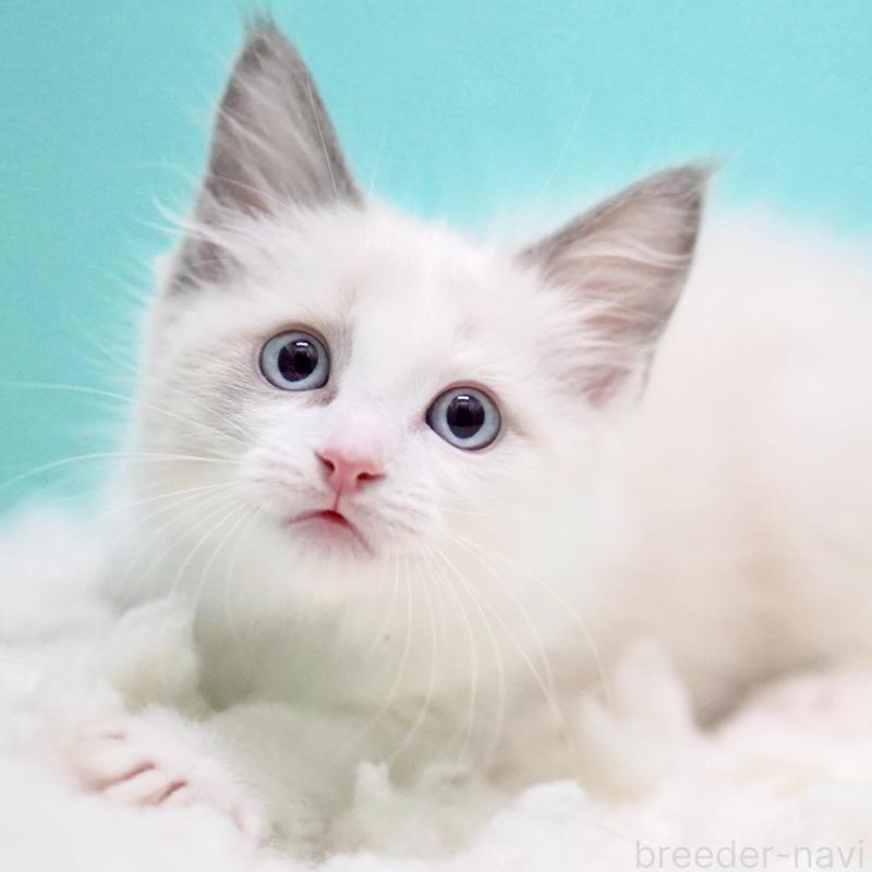 販売中の東京都のラグドール-129845の1枚目