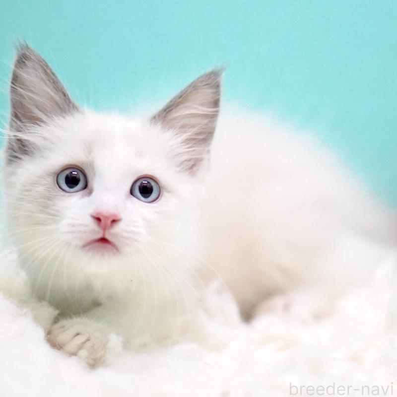 販売中の東京都のラグドール-129845の15枚目