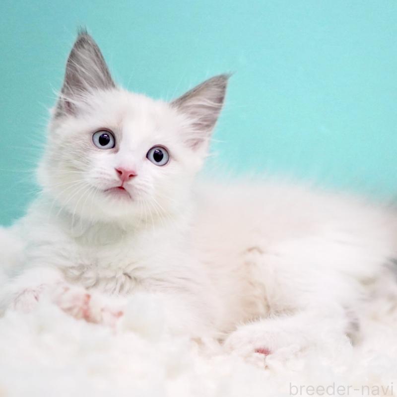 販売中の東京都のラグドール-129845の14枚目