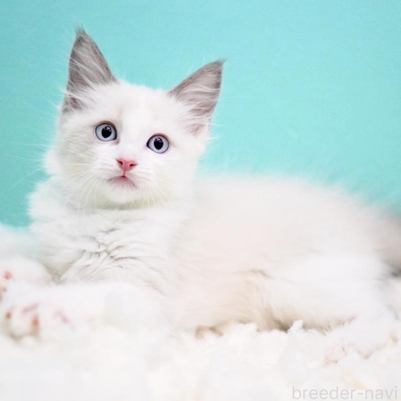 販売中の東京都のラグドール-129845の13枚目