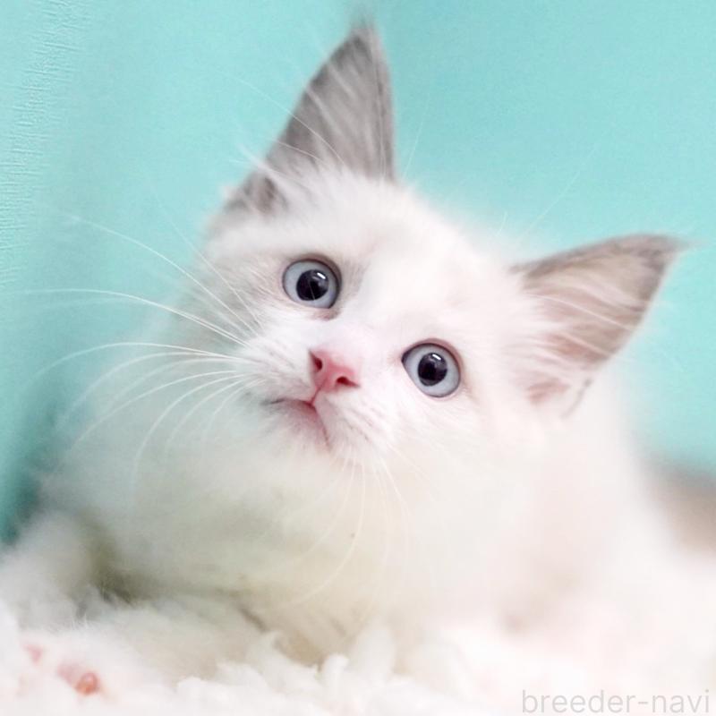 販売中の東京都のラグドール-129845の12枚目