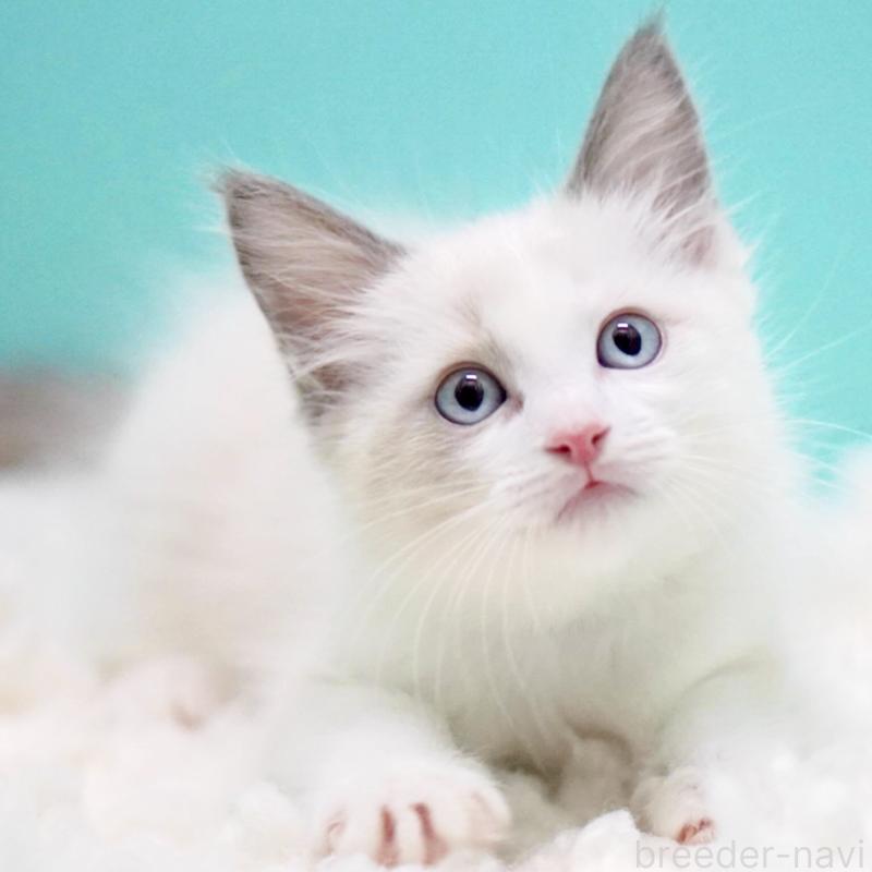 販売中の東京都のラグドール-129845の11枚目