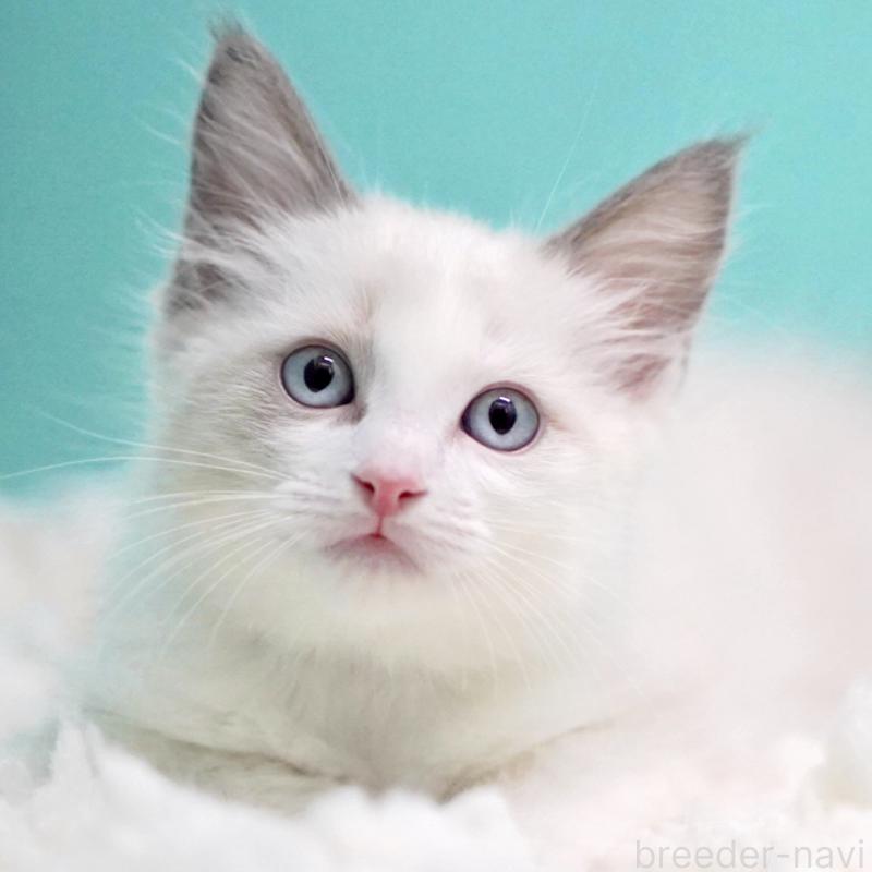 販売中の東京都のラグドール-129845の6枚目