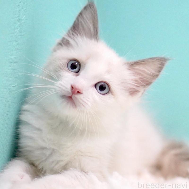 販売中の東京都のラグドール-129845の5枚目