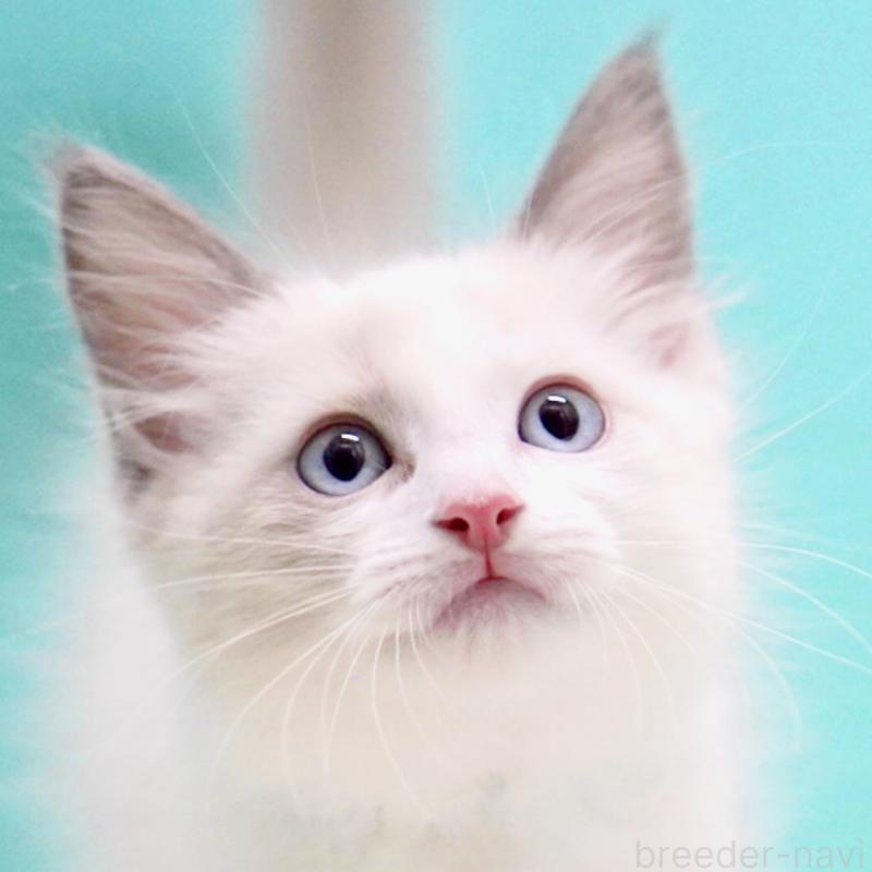 販売中の東京都のラグドール-129845の4枚目